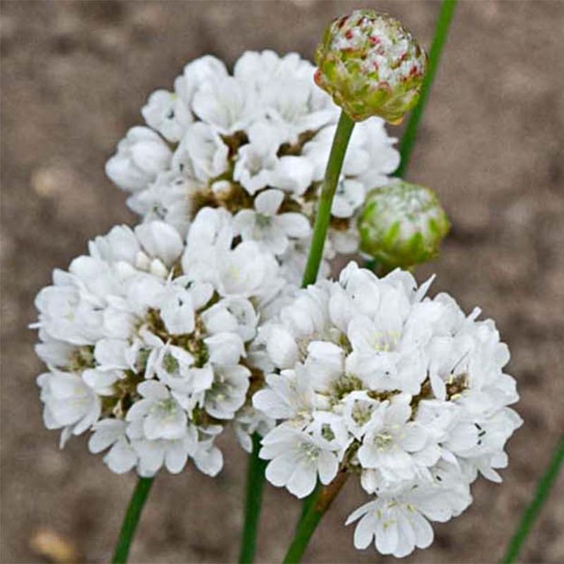 Armeria pseudarmeria Ballerina White - Strand-Grasnelke (Flowering)