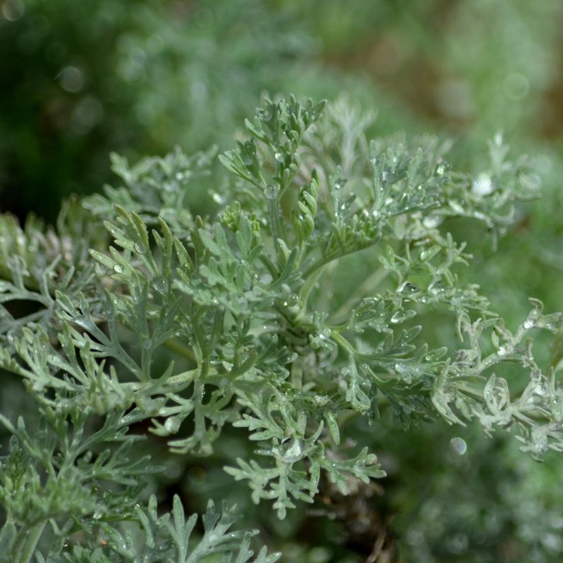 Strauch-Beifuß Powis Castle - Artemisia arborescens (Foliage)