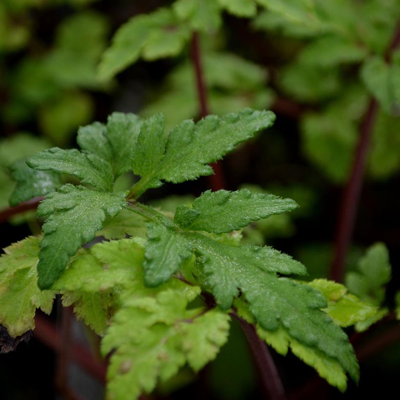 Elfenraute Guizhou - Artemisia lactiflora (Foliage)