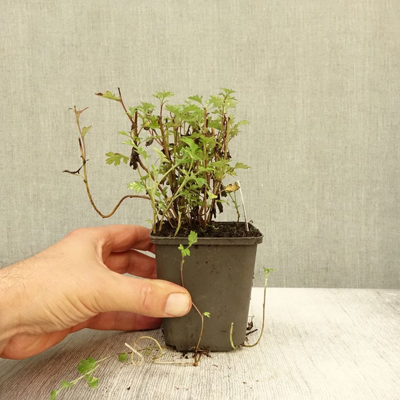 Exemplar von Gemeiner Beifuß Oriental Limelight - Artemisia vulgaris Kleine Töpfe von 8/9 cm wie im Herbst geliefert