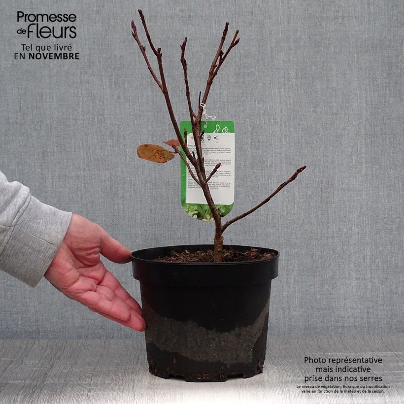 Exemplar von Filzige Apfelbeere Brilliant - Aronia arbutifolia Topf mit 2L/3L wie im Herbst geliefert