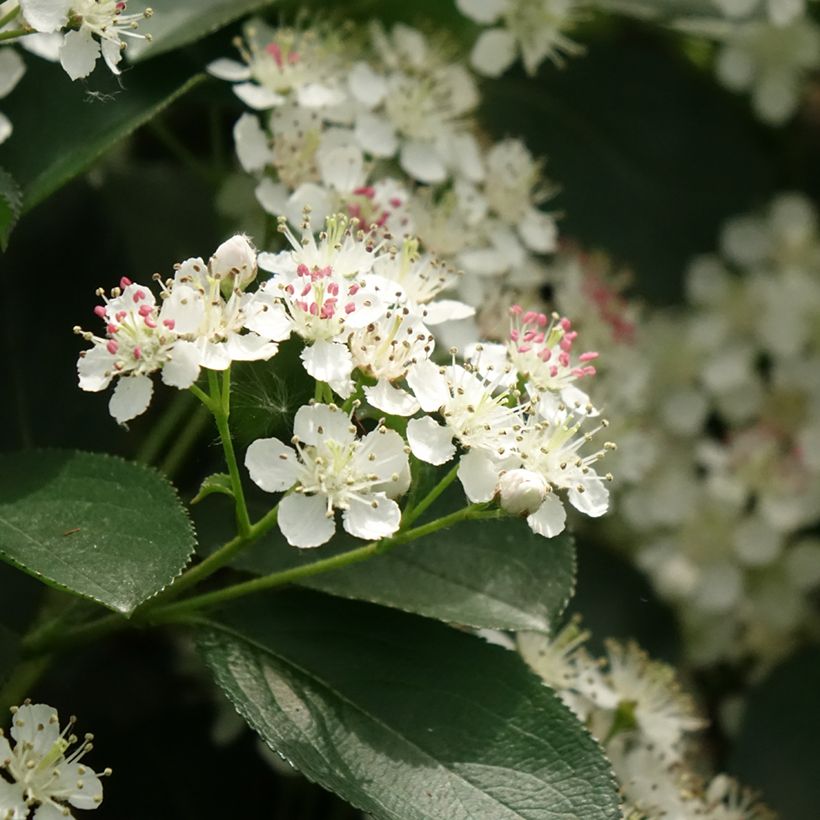 Apfelbeere Autumn Magic - Aronia melanocarpa (Flowering)