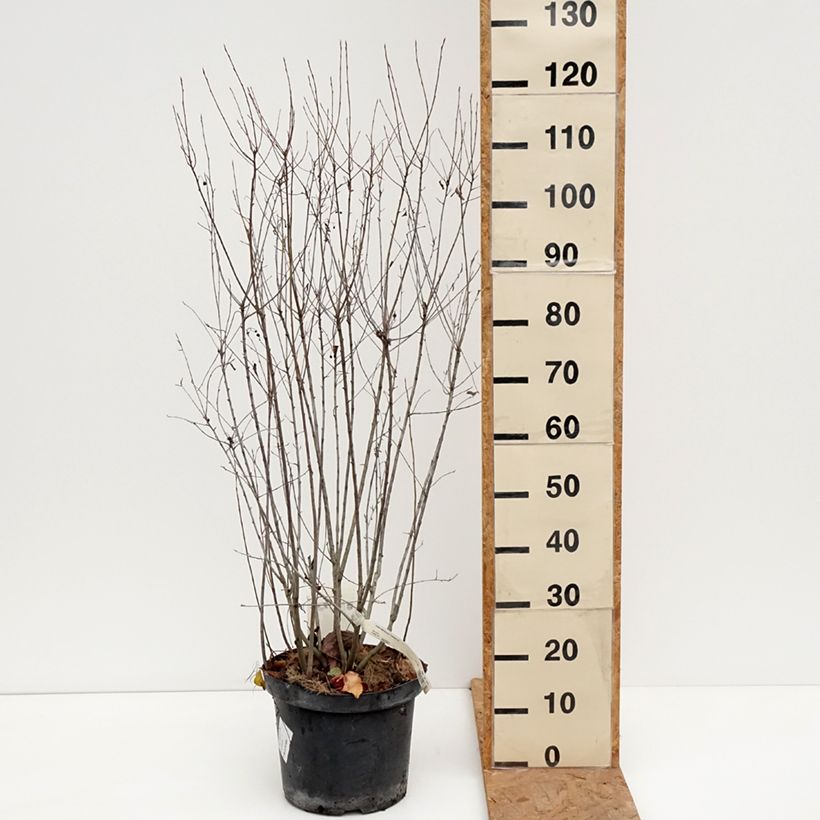 Exemplar von Aronia melanocarpa Professor Ed - Schwarze Apfelbeere Topf mit 7,5L/10L wie im Herbst geliefert