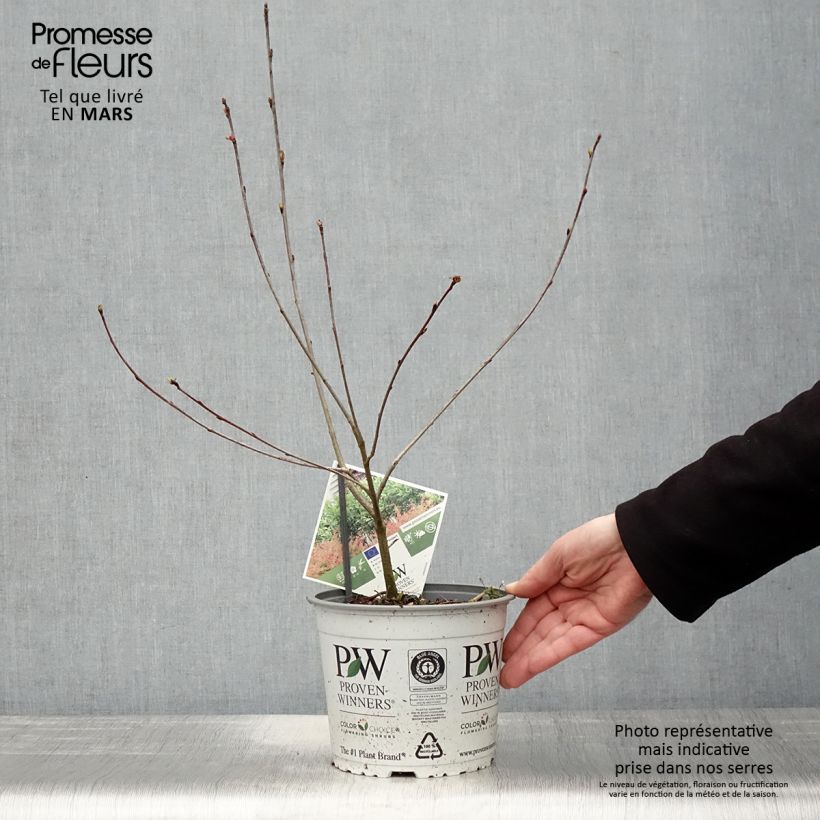 Exemplar von Apfelbeere Revontuli Hedger - Aronia melanocarpa Topf mit 3L/4L wie im Frühjahr geliefert