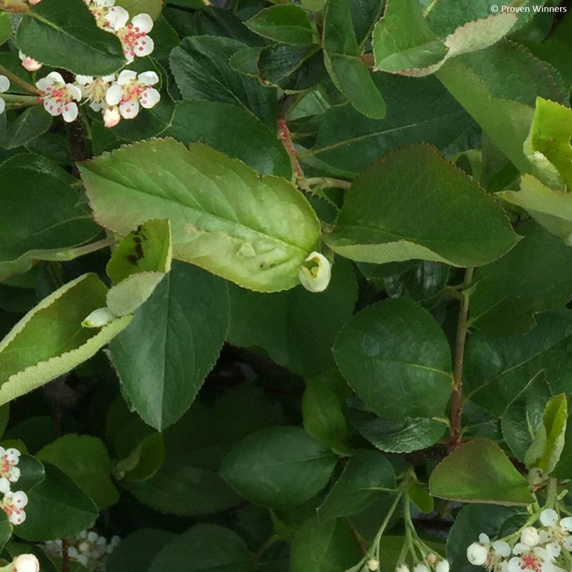 Apfelbeere Revontuli Hedger - Aronia melanocarpa (Laub)