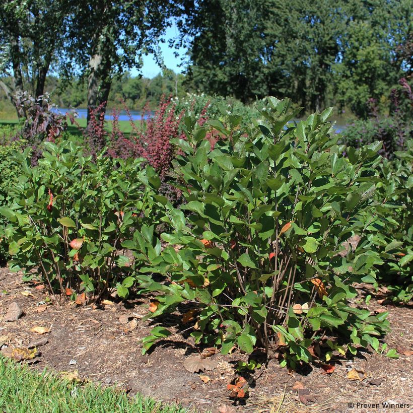 Apfelbeere Revontuli Hedger - Aronia melanocarpa (Wuchs)