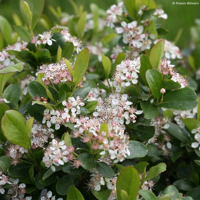 Apfelbeere Revontuli Mound - Aronia melanocarpa (Blüte)