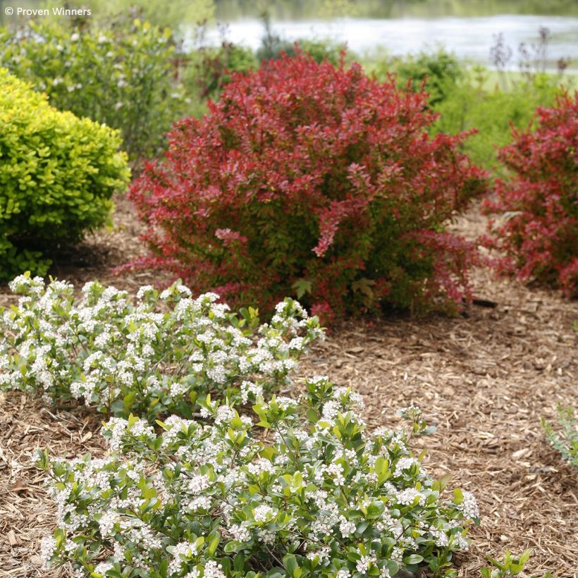 Apfelbeere Revontuli Mound - Aronia melanocarpa (Wuchs)