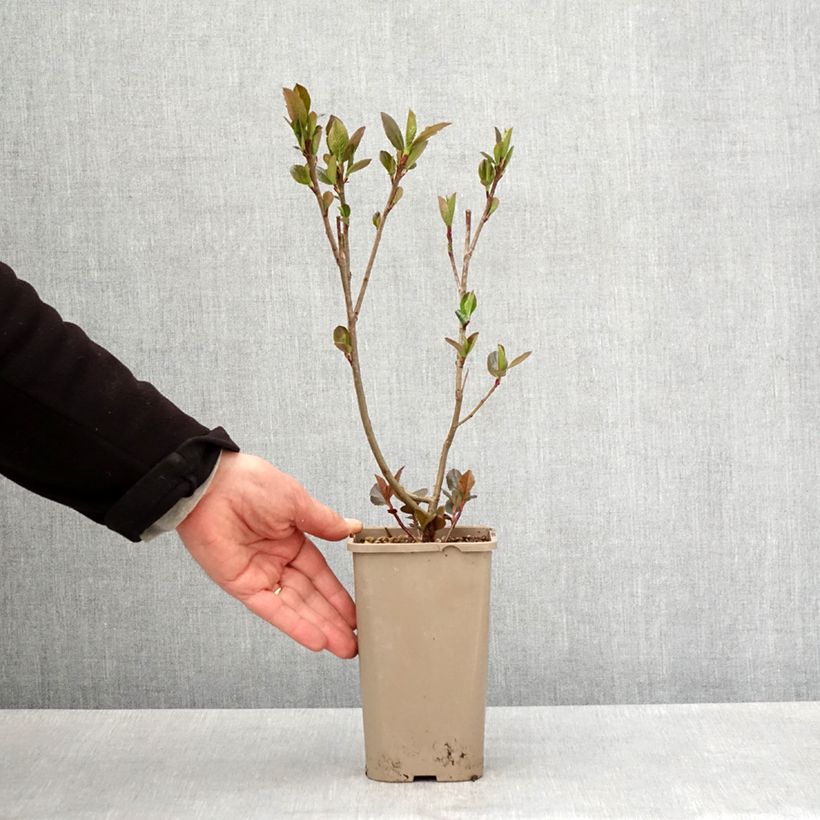 Example of Pflaumenblättrige Apfelbeere Rubina - Aronia Topf mit 1,5L/2L, Strauch/Busch, mehrstämmig as you get in printemps