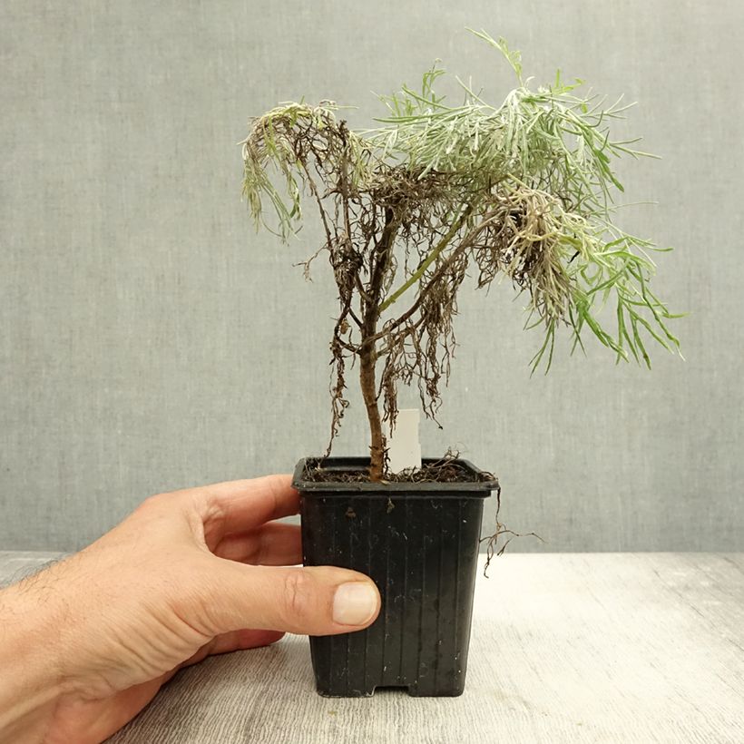 Exemplar von Artemisia mauiensis Makana Silver - Armoise de Mauï Godet de 8/9 cm wie im Herbst geliefert