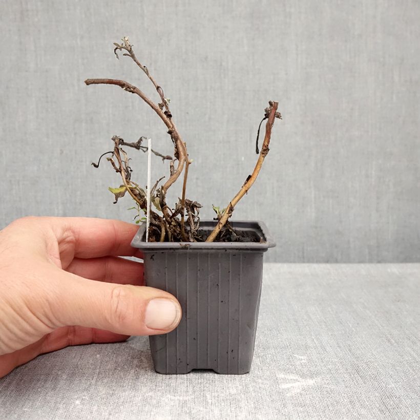 Exemplar von Silber-Wermut Mori's Strain - Artemisia stelleriana Kleine Töpfe von 8/9 cm wie im Herbst geliefert