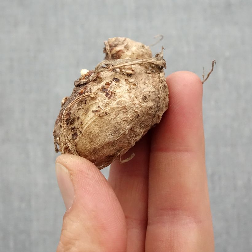 Exemplar von Zantedeschia Captain Fuego - Calla Zwiebel Kaliber/Größe 14+ wie im Frühjahr geliefert