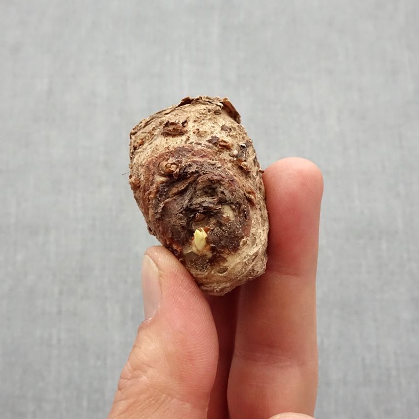 Example of Zantedeschia Picasso - Calla Zwiebel Kaliber/Größe 14+ as you get in printemps