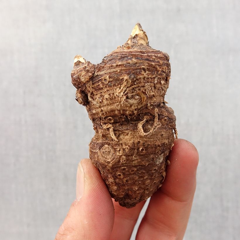 Exemplar von Zantedeschia aethiopica - Zimmercalla Zwiebel Kaliber/Größe 16+ wie im Frühjahr geliefert