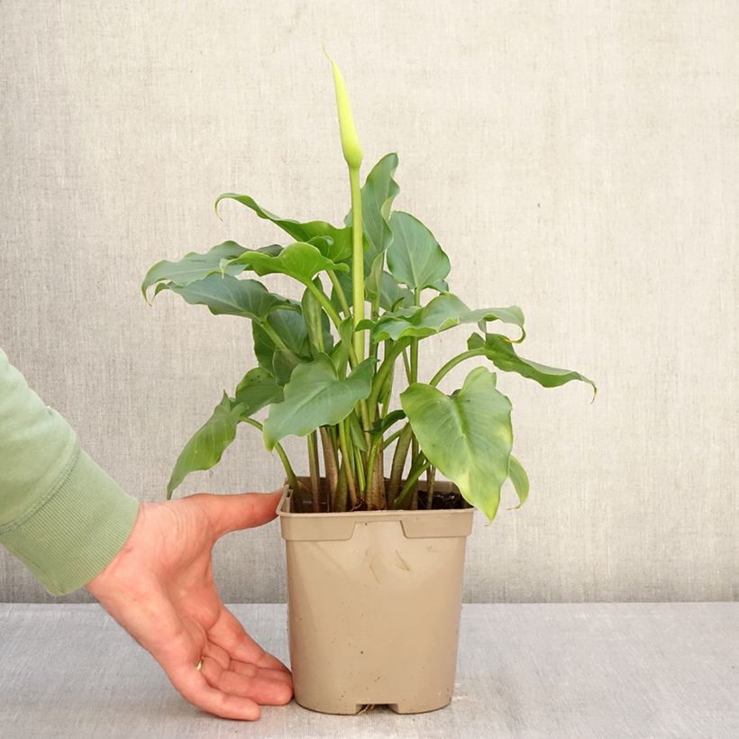 Exemplar von Zantedeschia aethiopica - Zimmercalla Topf mit 2L/3L wie im Winter geliefert
