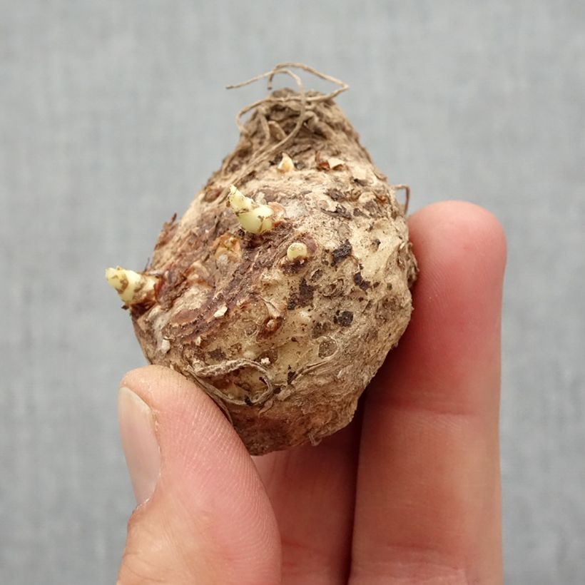 Example of Zantedeschia Lavender Gem - Calla Zwiebel Kaliber/Größe 14+ as you get in printemps