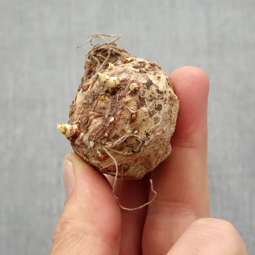 Exemplar von Zantedeschia Schwartzwalder - Calla Zwiebel Kaliber/Größe 14+ wie im Frühjahr geliefert