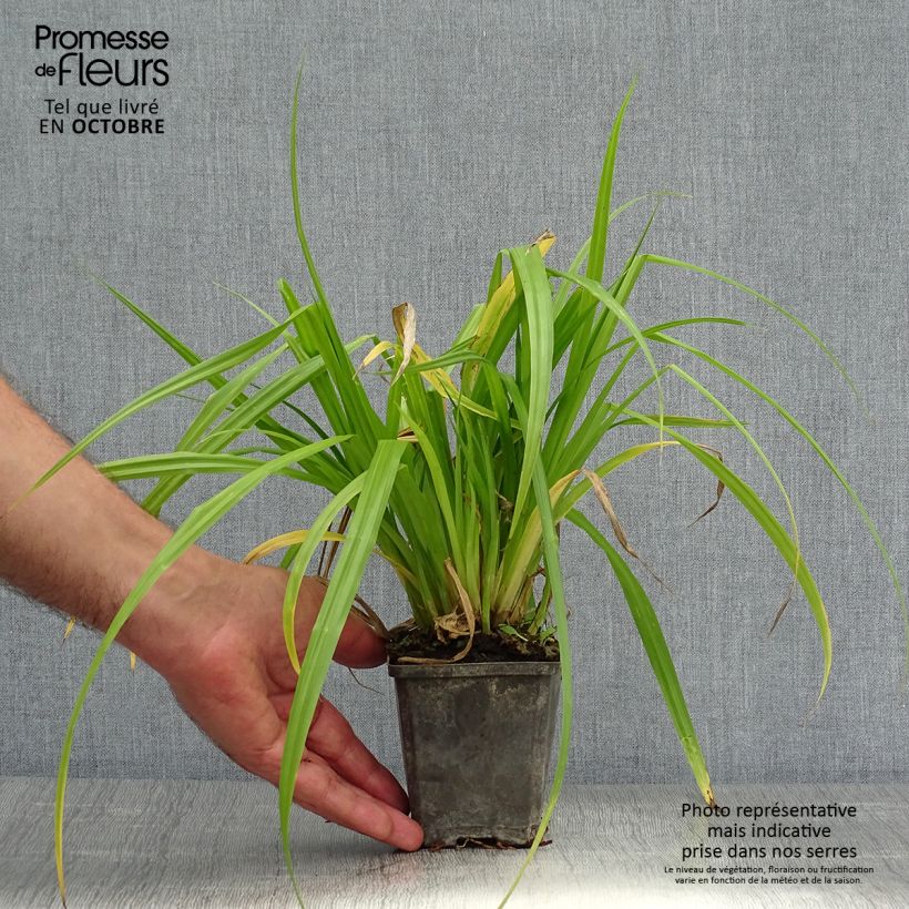 Exemplar von Calla palustris - Schlangenwurz Kleine Töpfe von 8/9 cm wie im Herbst geliefert