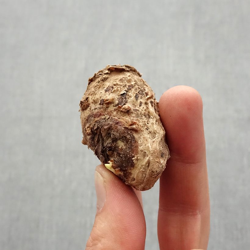 Exemplar von Calla Auckland - Zantedeschie Zwiebel Kaliber/Größe 14+ wie im Frühjahr geliefert