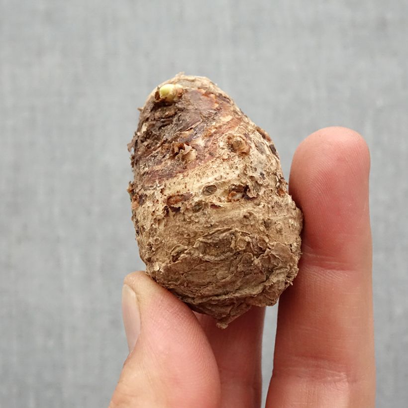 Exemplar von Zantedeschia Captain Melrose - Calla Zwiebel Kaliber/Größe 14+ wie im Frühjahr geliefert