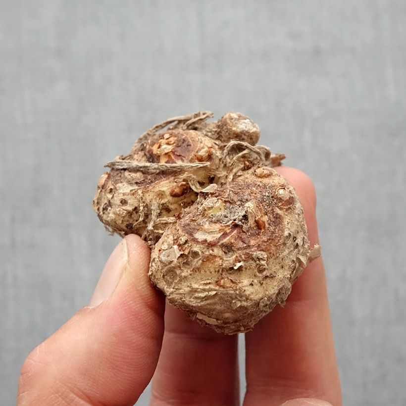 Exemplar von Zantedeschia Red Alert - Calla Zwiebel Kaliber/Größe 14+ wie im Frühjahr geliefert