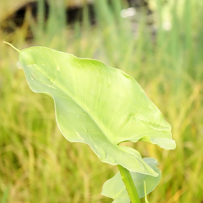 Zantedeschia aethiopica Green Goddess - Zimmercalla (Foliage)