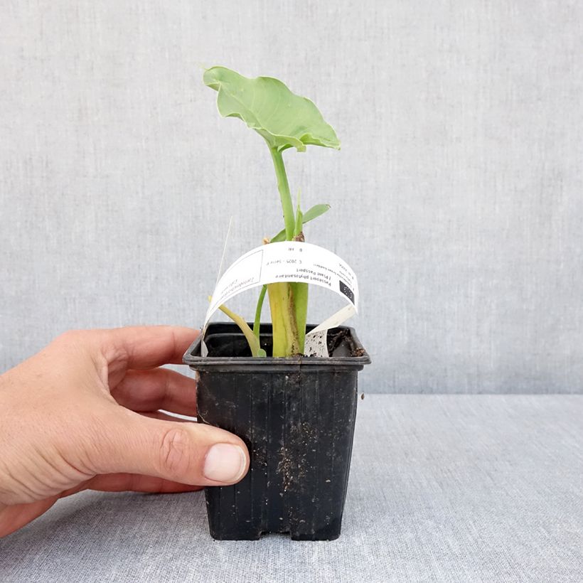 Example of Zantedeschia aethiopica Green Goddess - Zimmercalla Kleine Töpfe von 8/9 cm Kaliber/Größe 15+ as you get in printemps