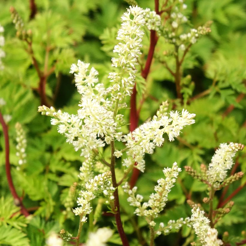 Aruncus dioïcus Kneiffii - Wald-Geissbart (Blüte)