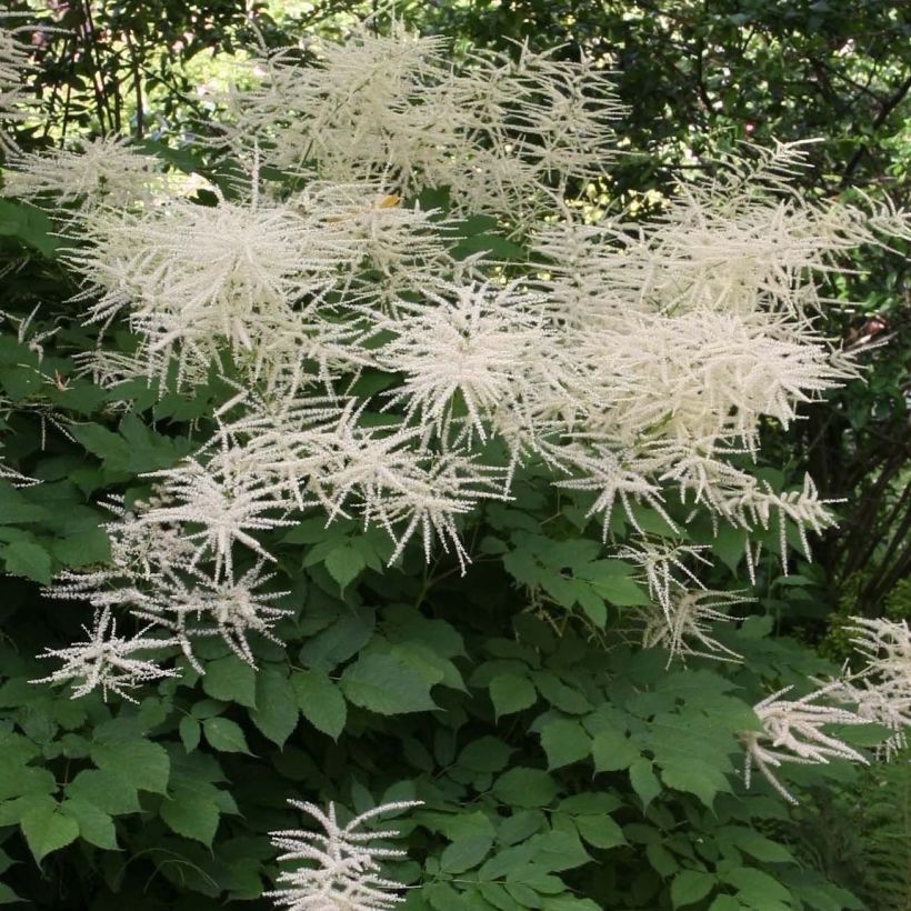 Aruncus dioïcus sylvestris - Wald-Geissbart (Flowering)