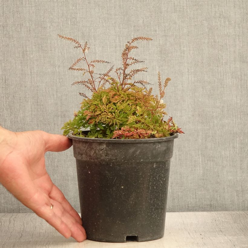 Exemplar von Aruncus Guinea Fowl - Geissbart Topf mit 2L/3L wie im Sommer geliefert