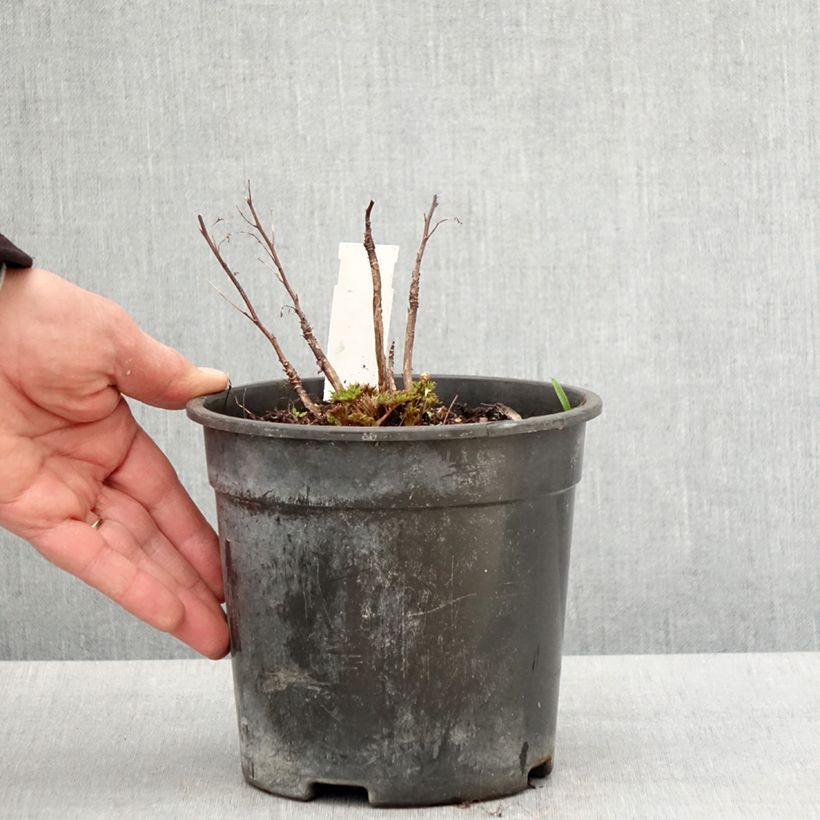 Example of Aruncus Guinea Fowl - Geissbart Topf mit 2L/3L as you get in printemps