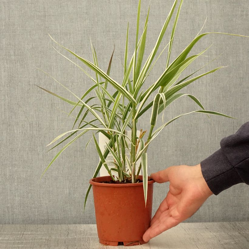 Example of Arundo donax Ely - Spanisches Rohr Topf mit 1L/1,5L as you get in printemps