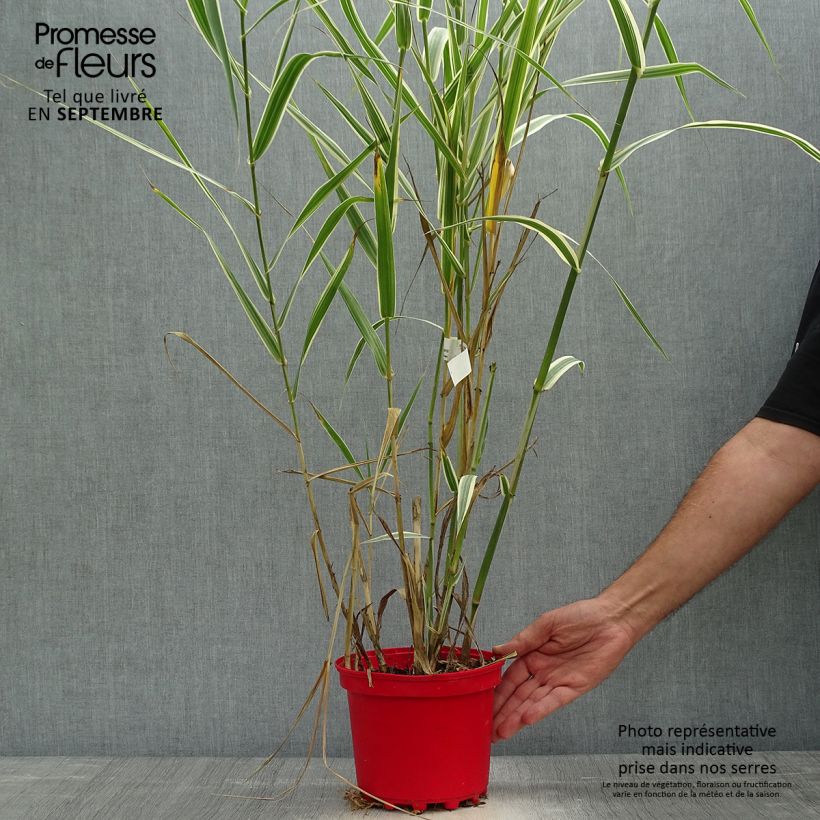 Exemplar von Arundo donax Versicolor - Spanisches Rohr Topf mit 3L/4L wie im Herbst geliefert