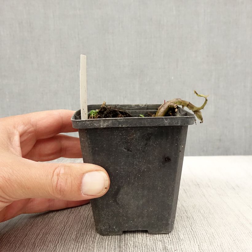 Exemplar von Asarum caudatum - Geschwänzte Haselwurz Kleine Töpfe von 8/9 cm wie im Herbst geliefert