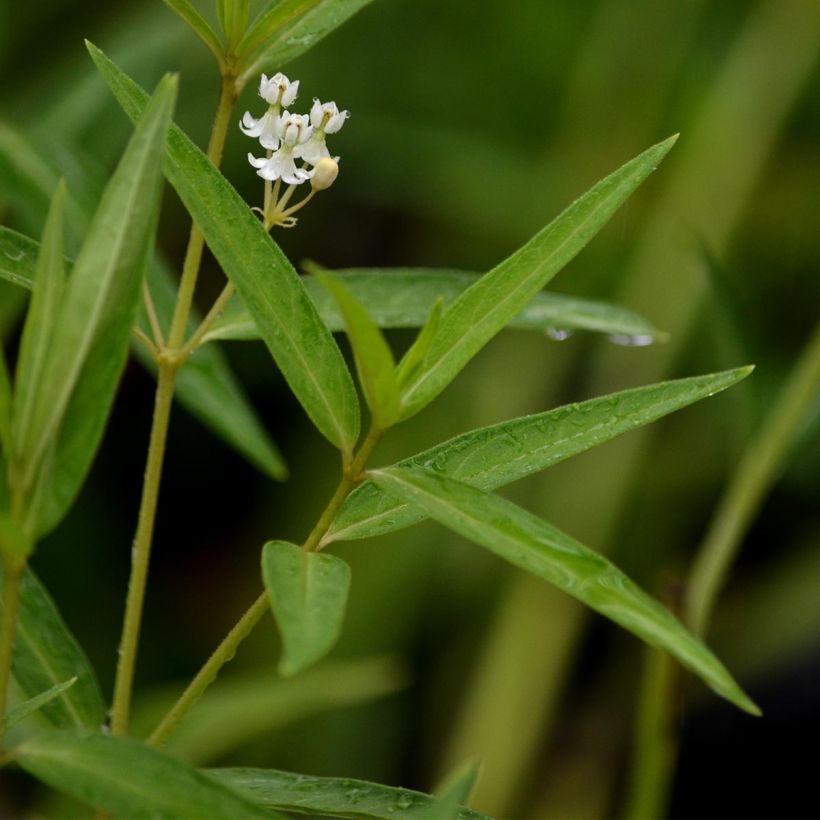 Asclepias incarnata Ice Ballet - Weissblühende Seidenpflanze (Laub)