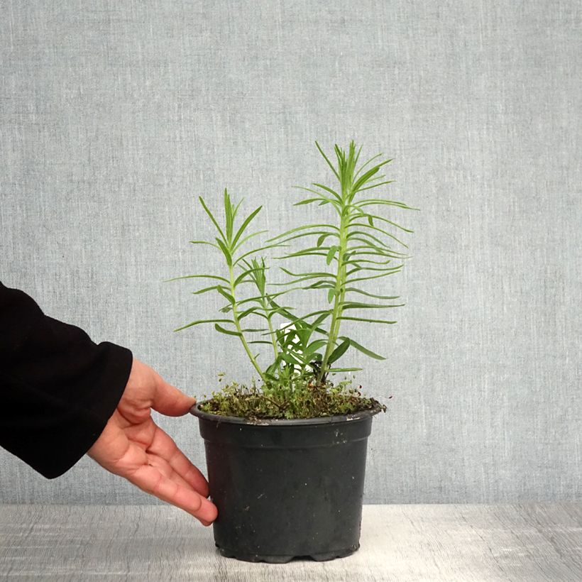 Example of Asclepias tuberosa - Knollige Seidenpflanze Topf mit 2L/3L as you get in printemps