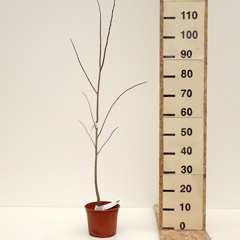 Exemplar von Asimina triloba - Pawpaw Pot de 2L/3L wie im Winter geliefert