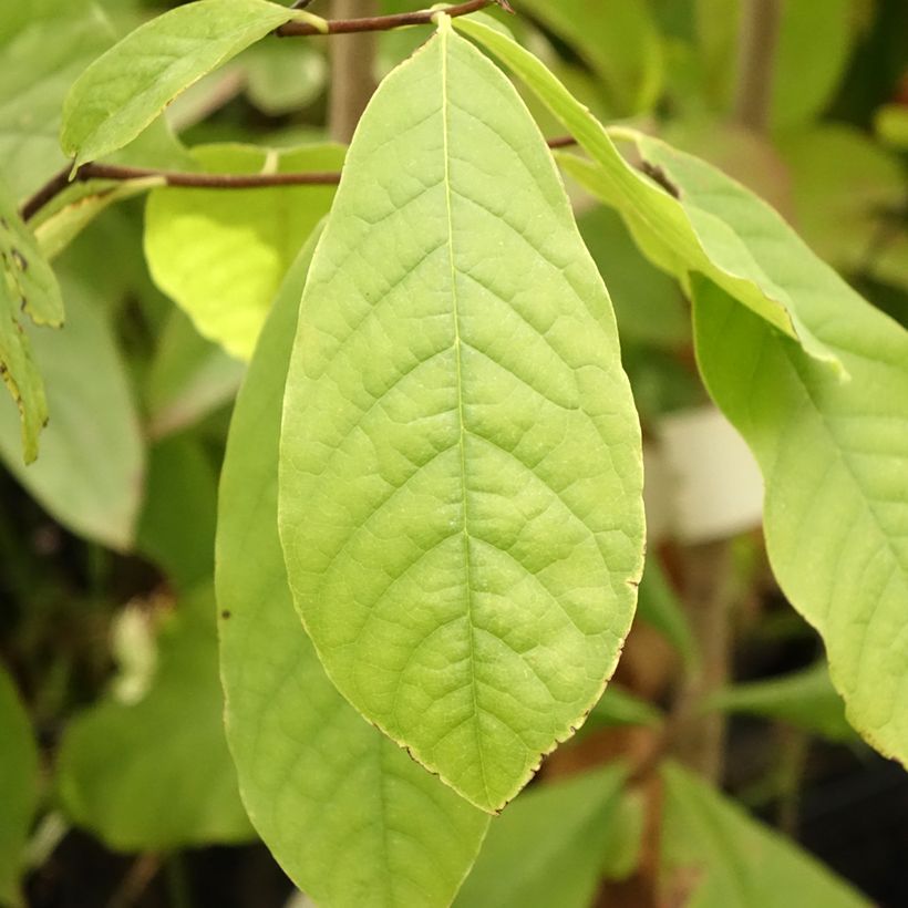 Papau - Asimina triloba (Foliage)