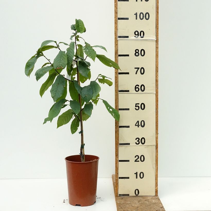 Exemplar von Papau Summer Delight - Asimina triloba Topf mit 3L/4L wie im Sommer geliefert