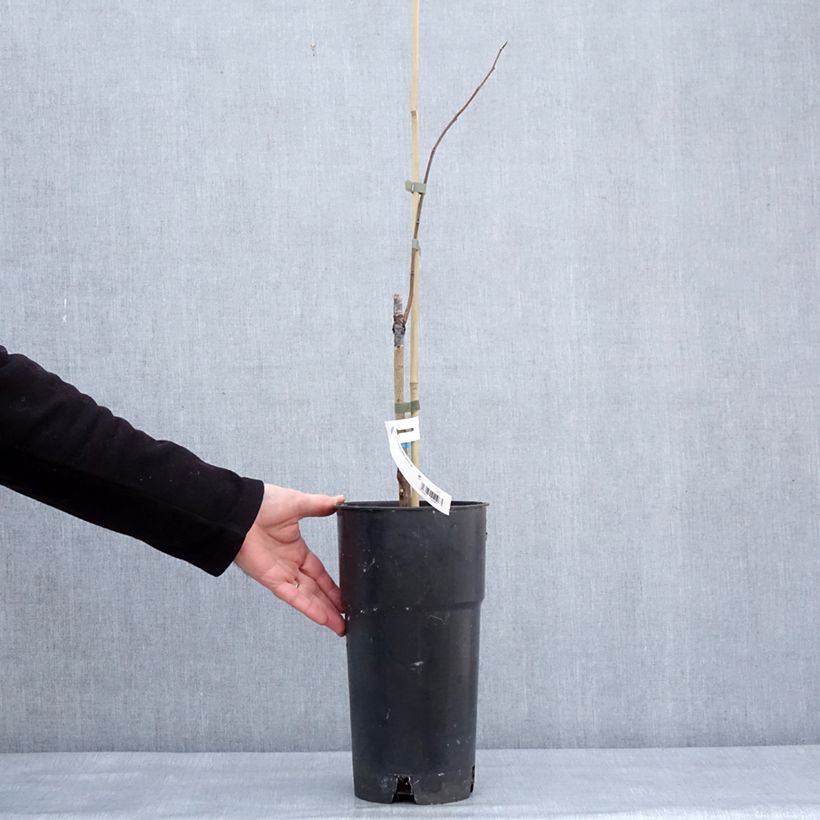 Exemplar von Papau Summer Delight - Asimina triloba Topf mit 3L/4L wie im Winter geliefert