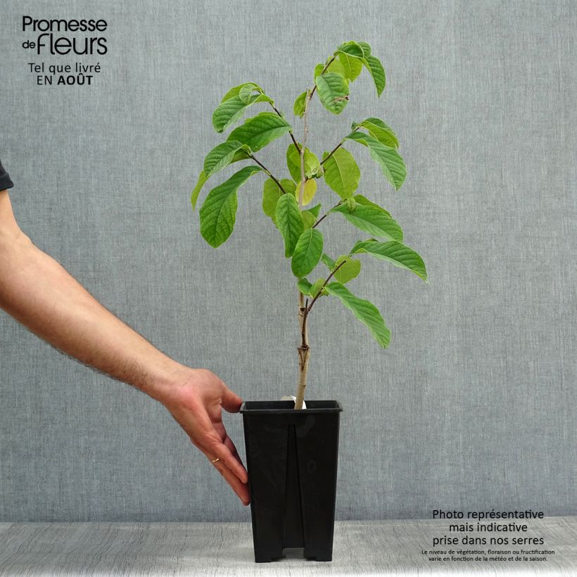 Exemplar von Papau Susquehanna Peterson Pawpaws - Asimina triloba Topf mit 3L/4L wie im Sommer geliefert