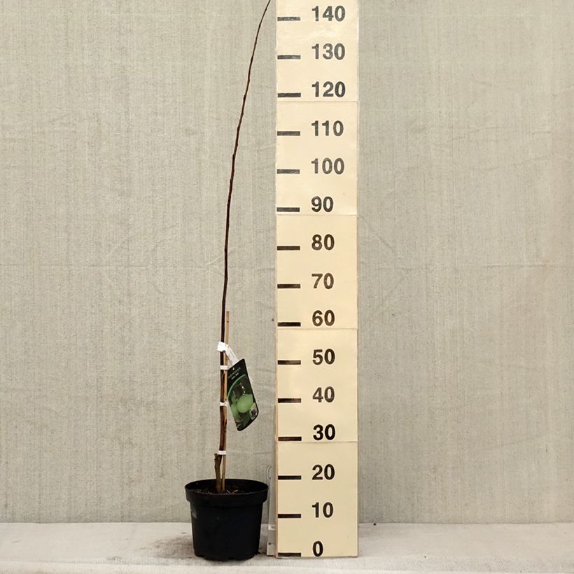 Exemplar von Papau Wells - Asimina triloba Topf mit 4L/5L wie im Frühjahr geliefert