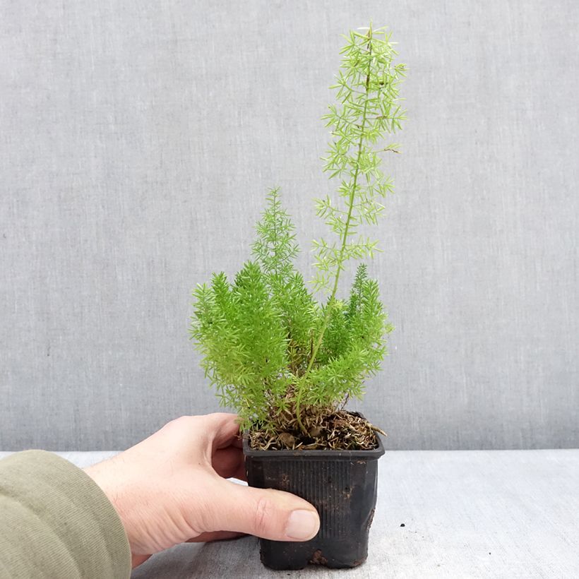 Example of Asparagus densiflorus var. meyeri - Meyers Zierspargel Kleine Töpfe von 8/9 cm as you get in hiver