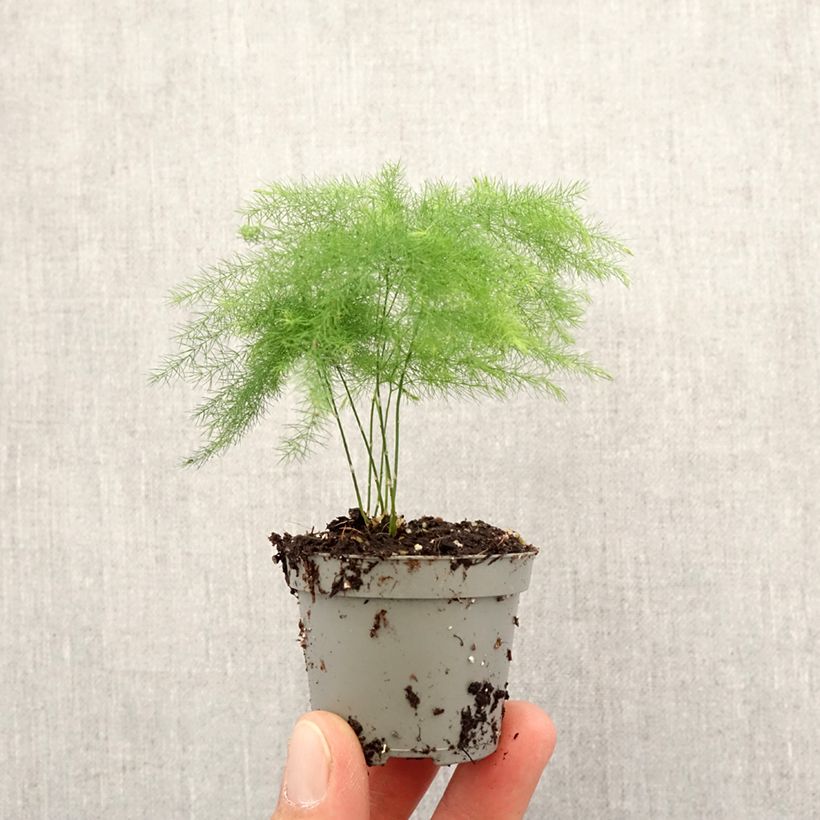 Exemplar von Asparagus plumosus - Feder-Spargel Mini-Pflanze wie im Frühjahr geliefert