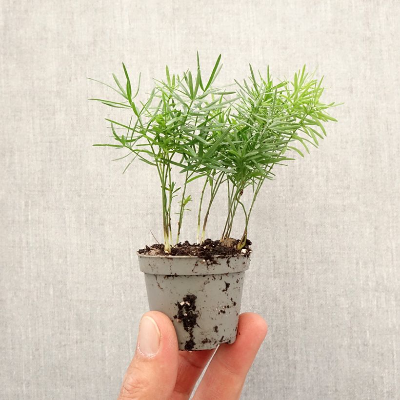 Example of Asparagus sprengeri - Sprengers Zier-Spargel  Mini-Pflanze as you get in printemps