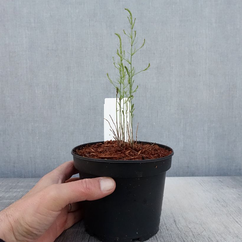 Example of Spargel Mary Washington - Asparagus officinalis Topf mit 1,5L/2L as you get in printemps