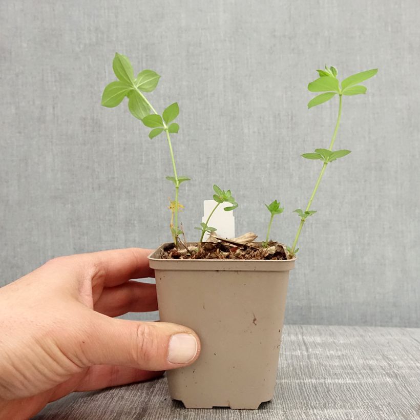 Exemplar von Asperula taurina - Turiner Meister Kleine Töpfe von 8/9 cm wie im Frühjahr geliefert