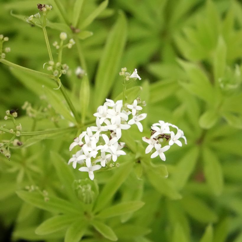 Waldmeister - Galium odoratum (Blüte)