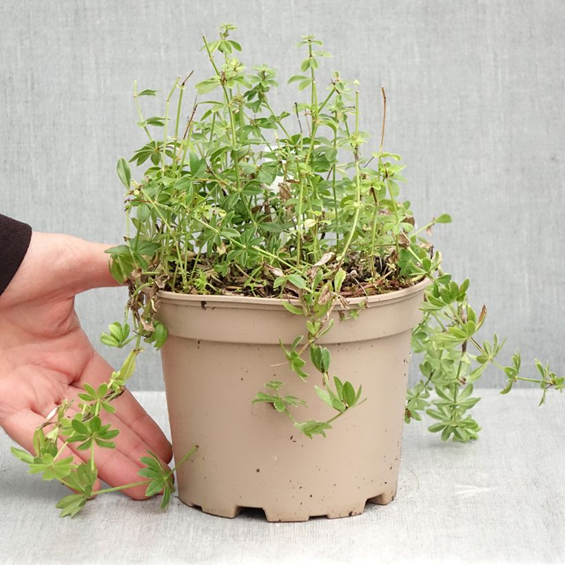 Exemplar von Waldmeister - Galium odoratum Topf mit 2L/3L wie im Herbst geliefert