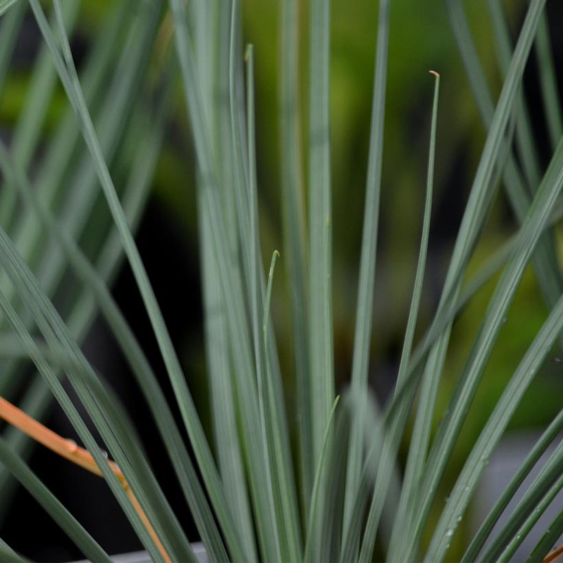 Asphodeline lutea - Große Affodeline (Foliage)